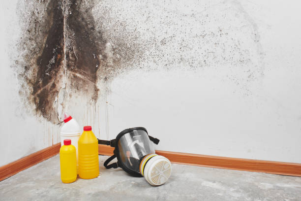 Best Local Mold Removal Service  in Quail Creek, TX