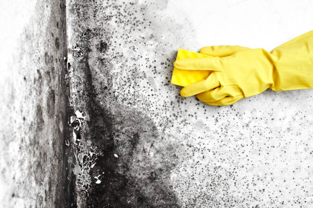 Best Office Mold Removal Services  in Quail Creek, TX