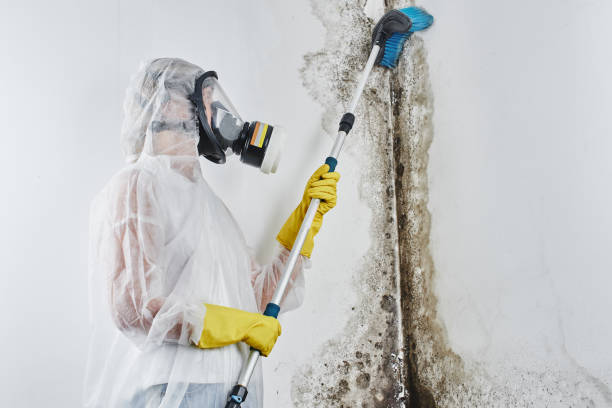 Quail Creek, TX Mold Removal Company
