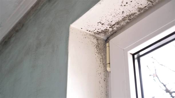 Best Same-Day Mold Removal  in Quail Creek, TX