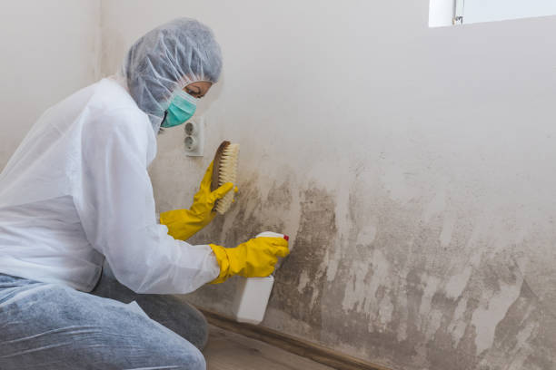 Best Affordable Mold Removal  in Quail Creek, TX