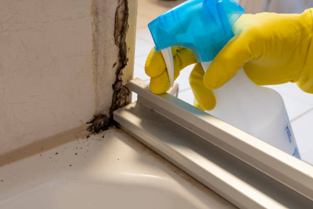 Best Mold Testing  in Quail Creek, TX
