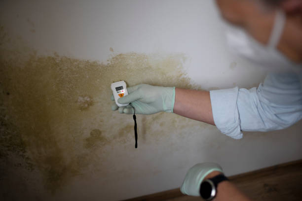 Best Mold Removal Process  in Quail Creek, TX