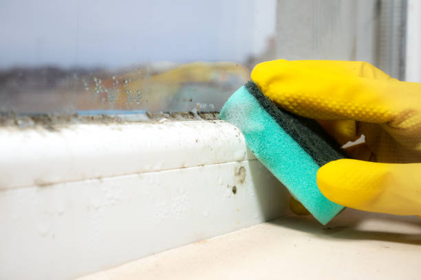 Best Same-Day Mold Removal  in Quail Creek, TX