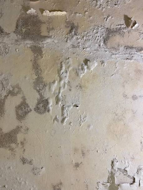 Best Office Mold Removal Services  in Quail Creek, TX