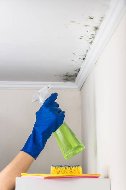 Best Attic Mold Removal  in Quail Creek, TX