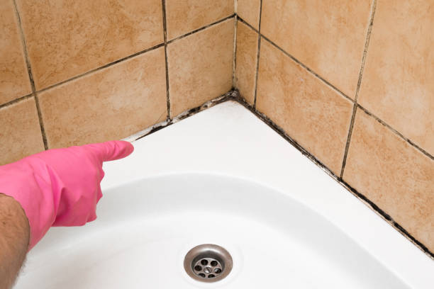 Mold Removal Process in Quail Creek, TX